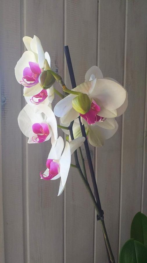 Las Orquideas トレモリノス エクステリア 写真